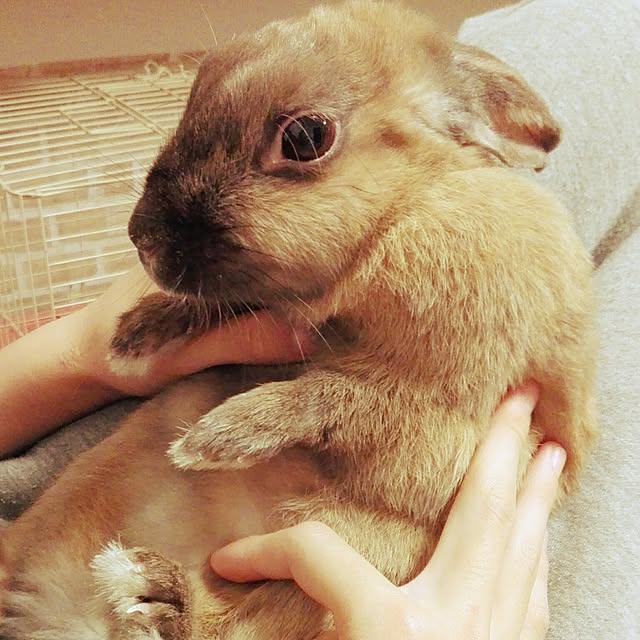 maikoさんの実例写真