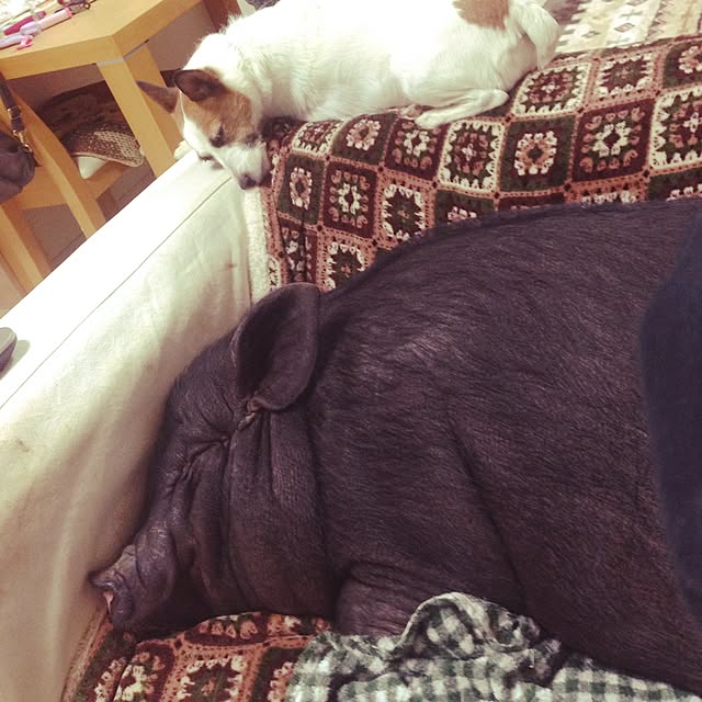 YukAさんの実例写真