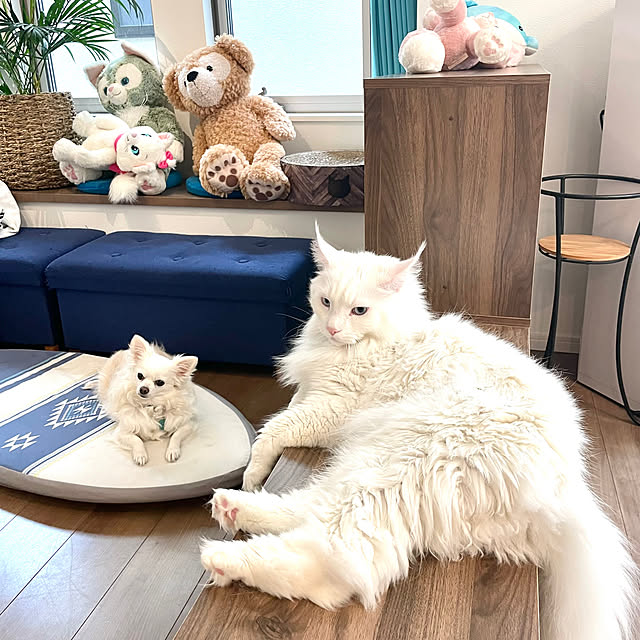 Lionaさんの実例写真