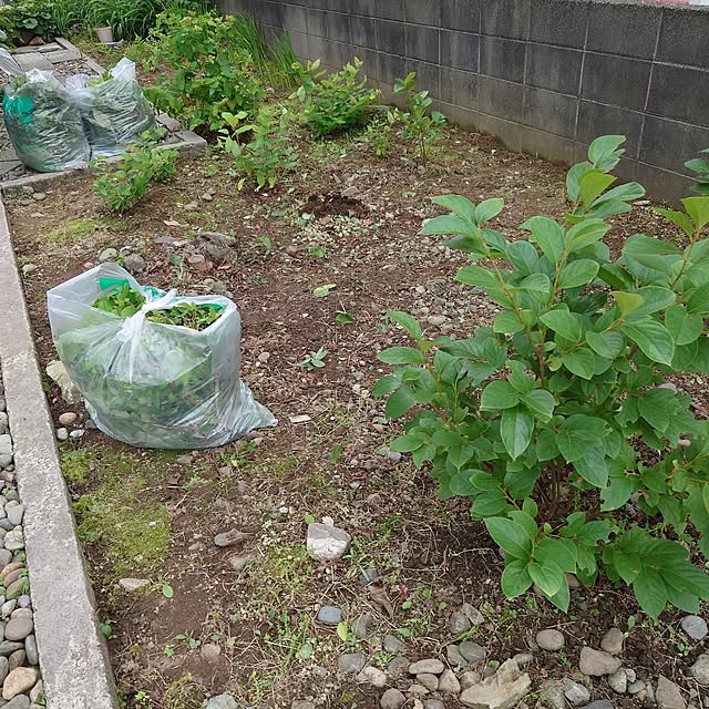 Green-appleさんの部屋
