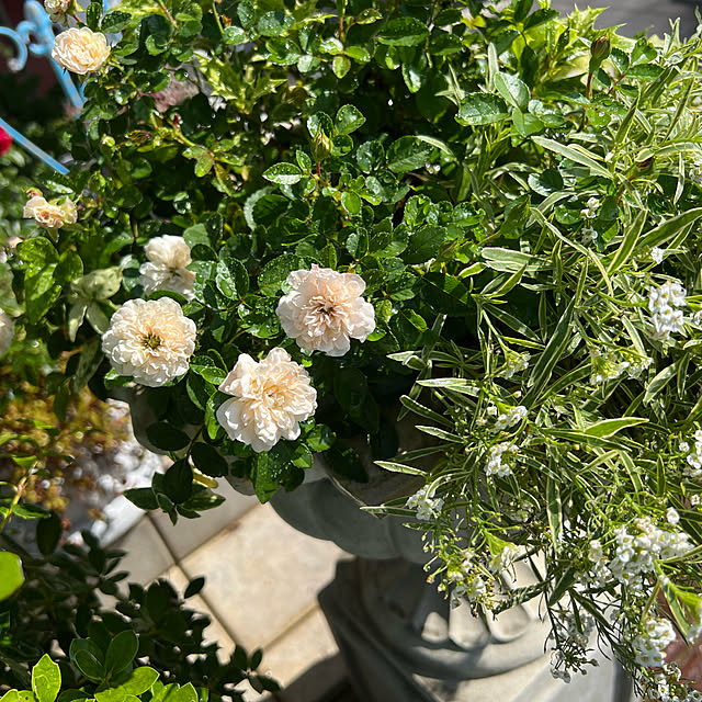 AYUKOさんの実例写真