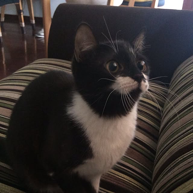 kitさんの実例写真
