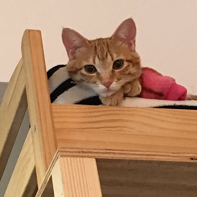 miyamiさんの実例写真