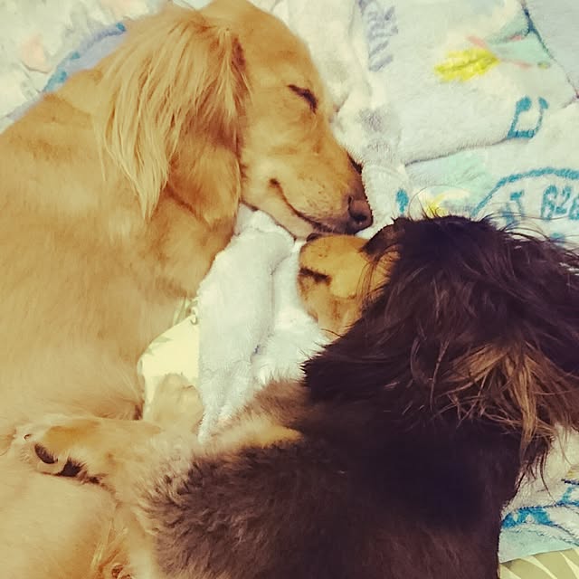 cocosorasakuさんの実例写真