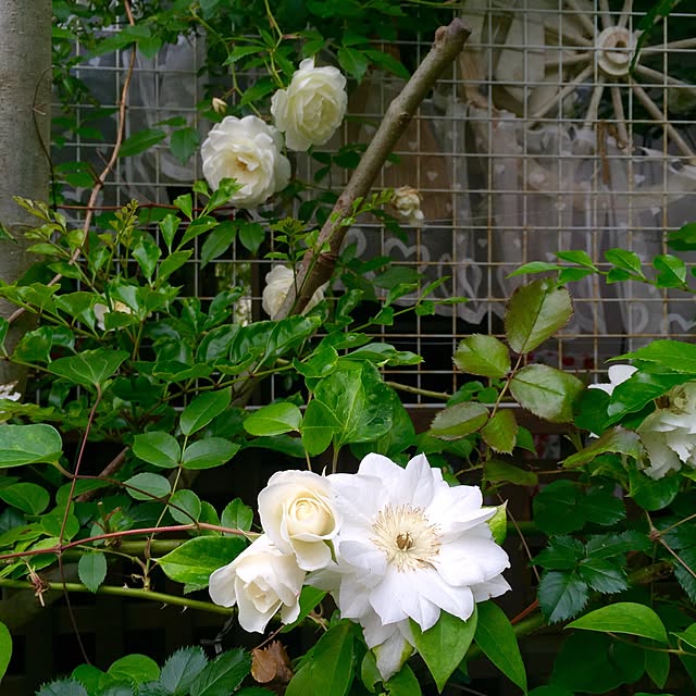 butachanさんの実例写真