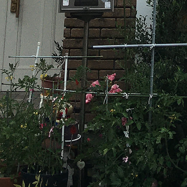 oriさんの実例写真
