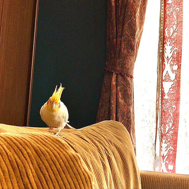 Goetheさんの実例写真