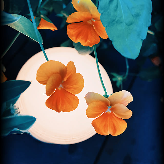 glassflowerさんの実例写真