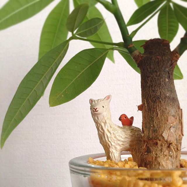 pinoccoさんの実例写真