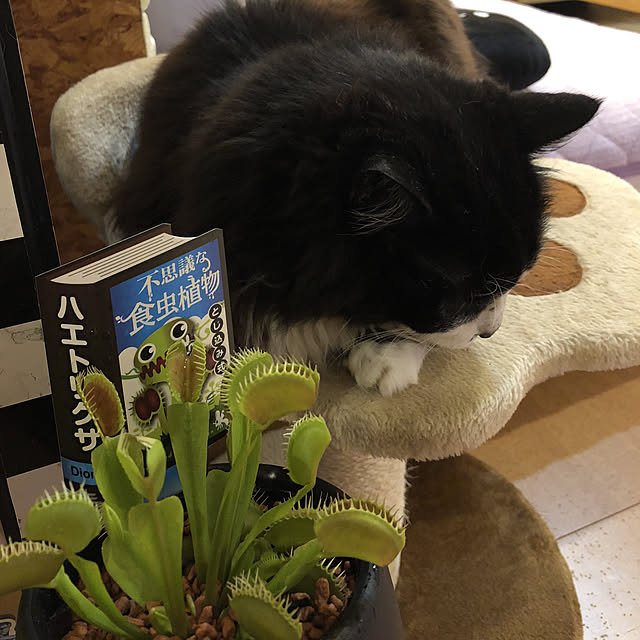 kanaさんの実例写真