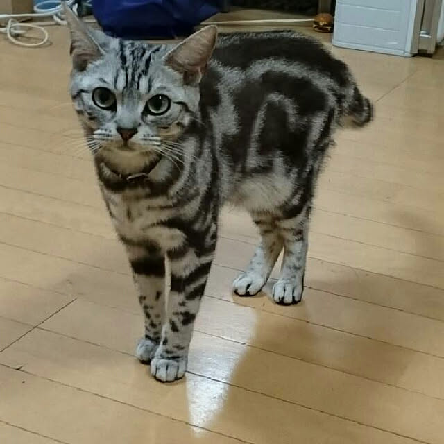 CatClipさんの実例写真