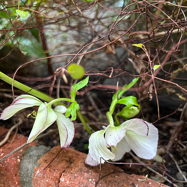 Sayasseさんの実例写真