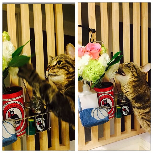 mikomaruさんの実例写真
