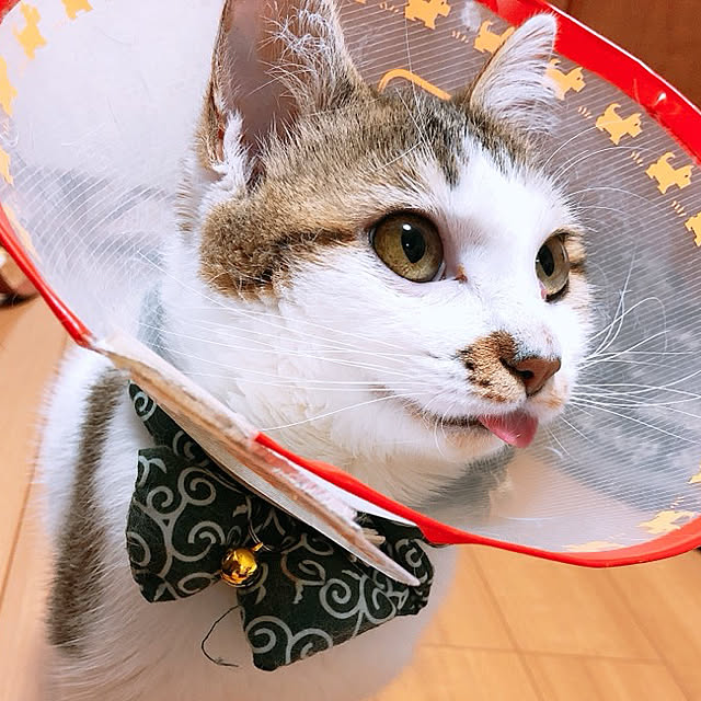 実例写真
