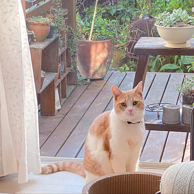 mintteaさんの実例写真