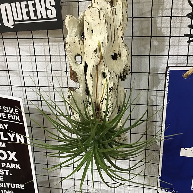 bon1116さんの実例写真