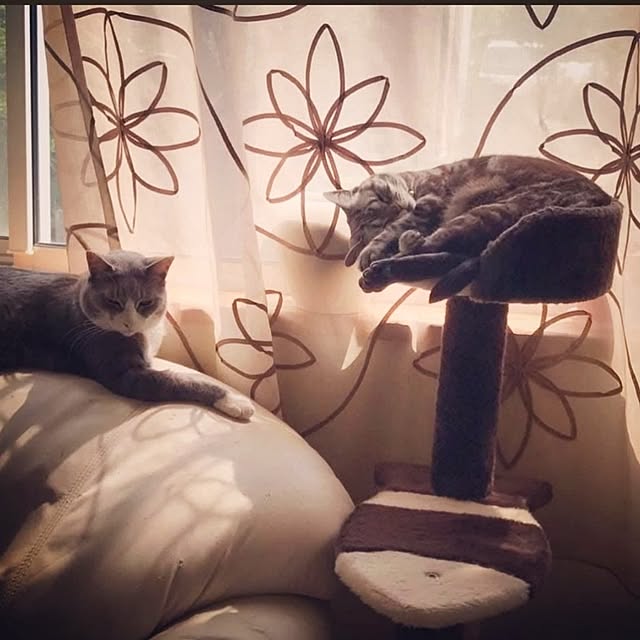 Yoko622さんの実例写真