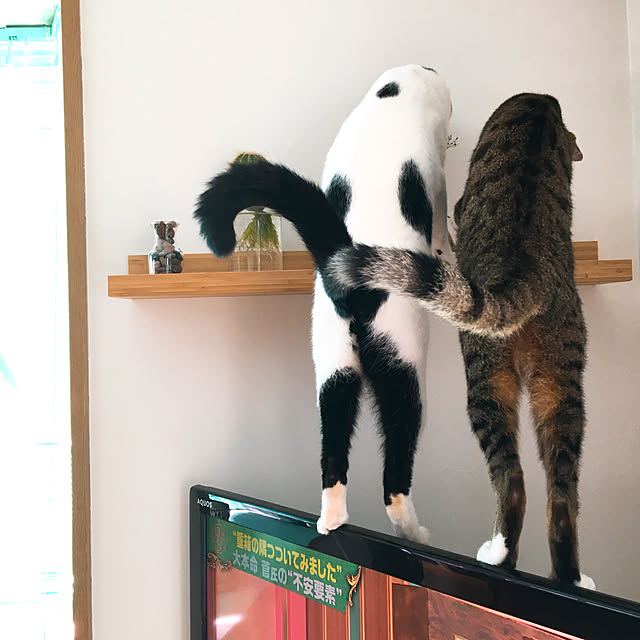 nobikoさんの実例写真