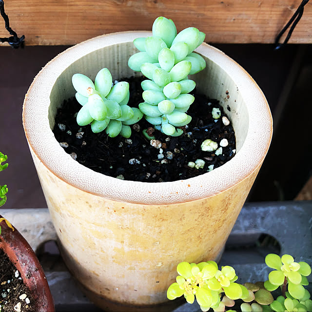 beautifulflowerさんの実例写真