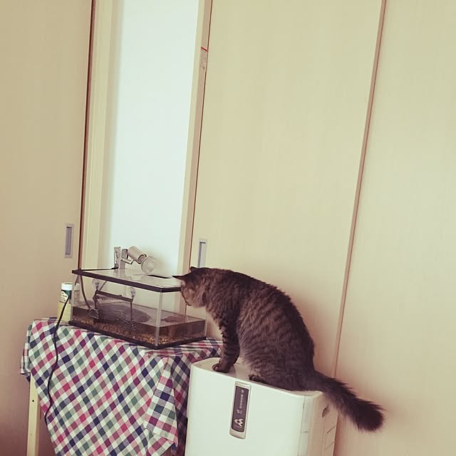 oniyomeさんの実例写真