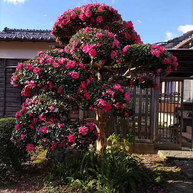kuririnmamaさんの実例写真
