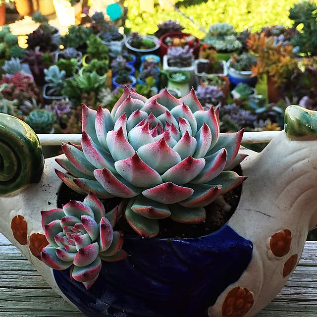 Sherryさんの実例写真