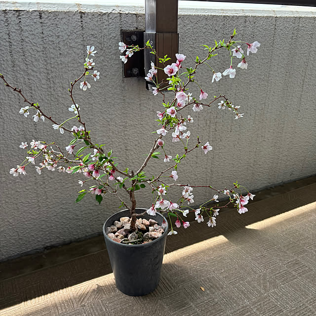 poporiさんの部屋