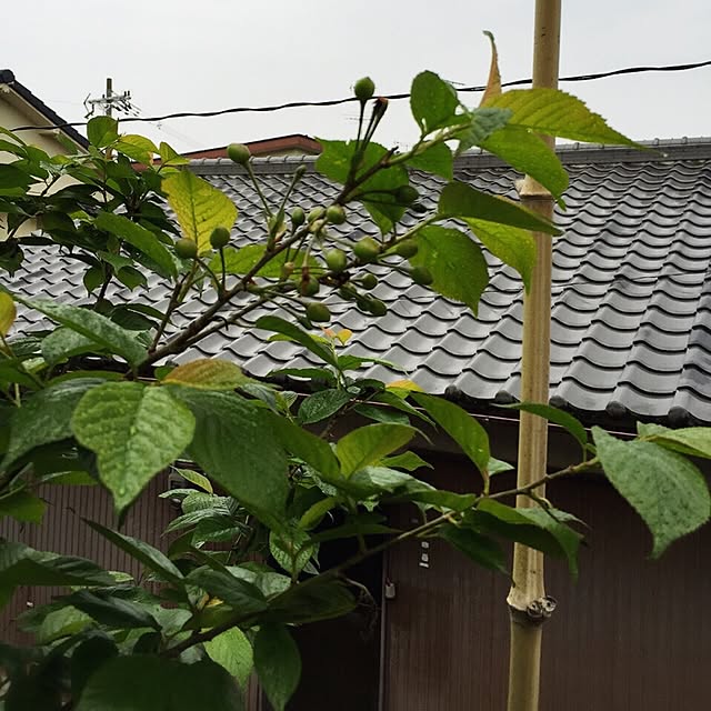 moririnさんの実例写真