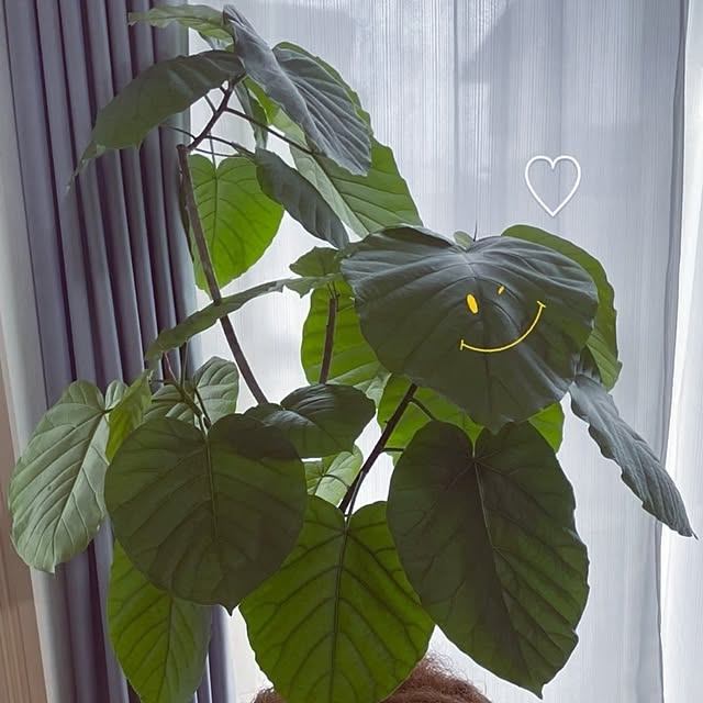 mocomocoさんの部屋