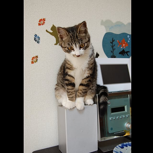 kikufujiさんの実例写真