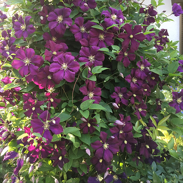 mamizaさんの実例写真