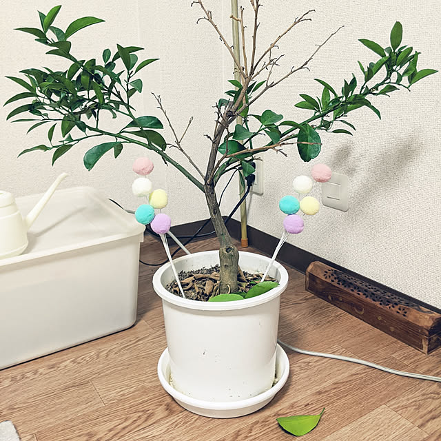humさんの実例写真