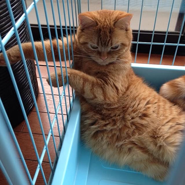 shujiさんの実例写真