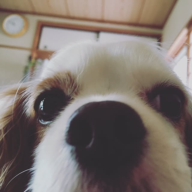 happy0612さんの実例写真