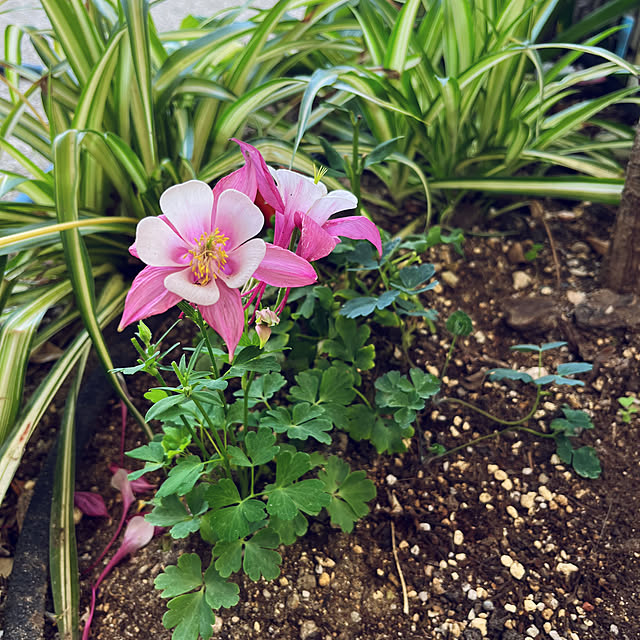 yukarin-gardenさんの部屋