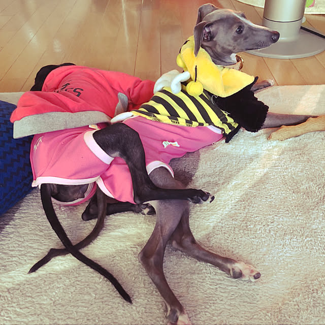 実例写真