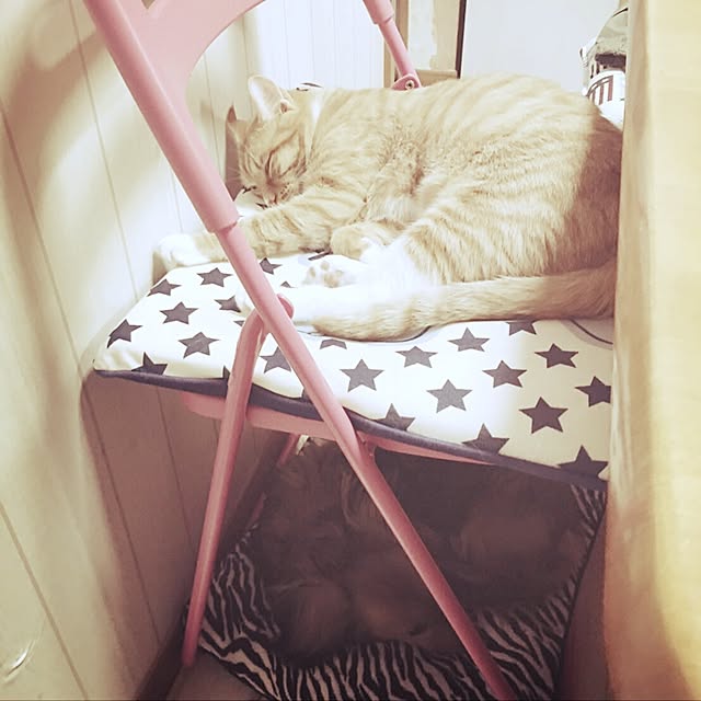 CATさんの実例写真
