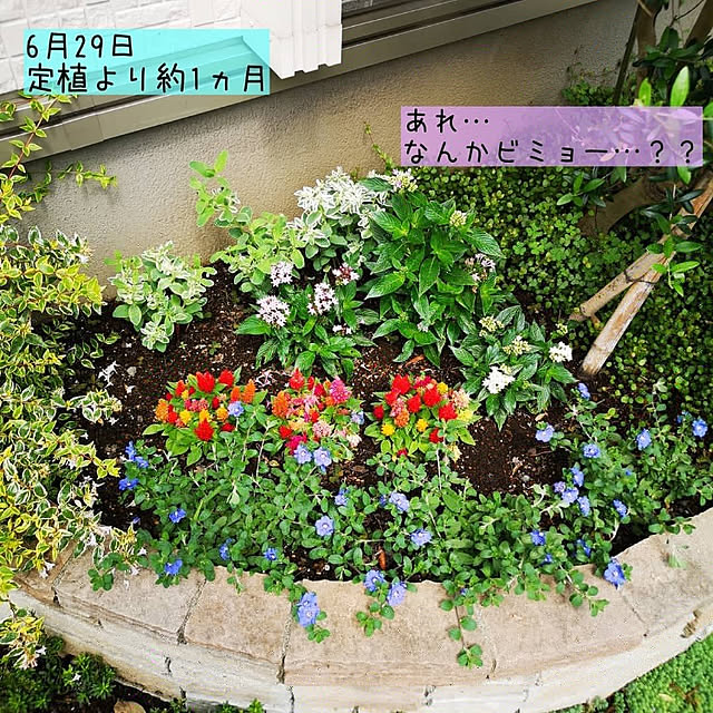 nyancoさんの実例写真