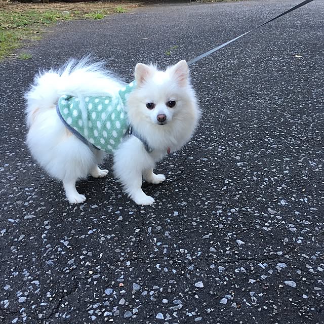 実例写真