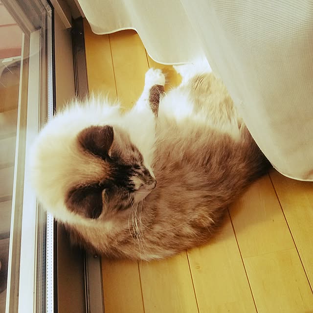123sgnbさんの実例写真