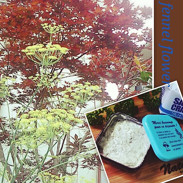 portulacaさんの実例写真
