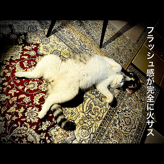 猫4匹/marusan流/猫まみれの暮らし/コメントお気遣いなく(´-ω-)/宮♡1歳♂...などのインテリア実例 - 2022-09-07 09:23:37