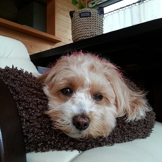 makaronさんの実例写真