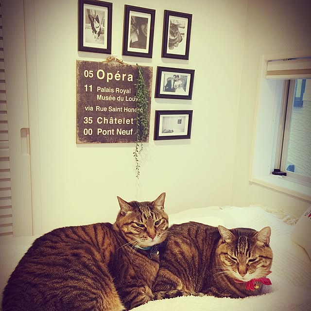 lovecatさんの実例写真