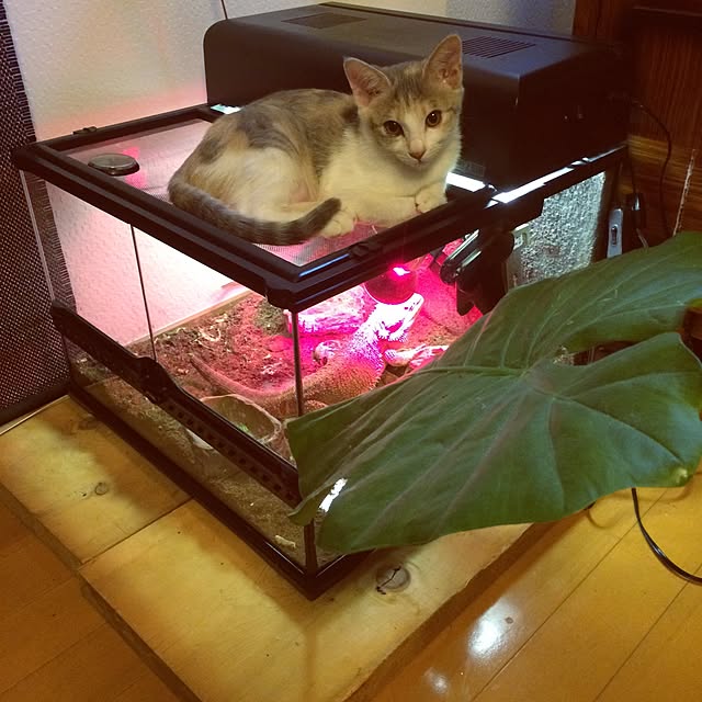 Akikoさんの実例写真
