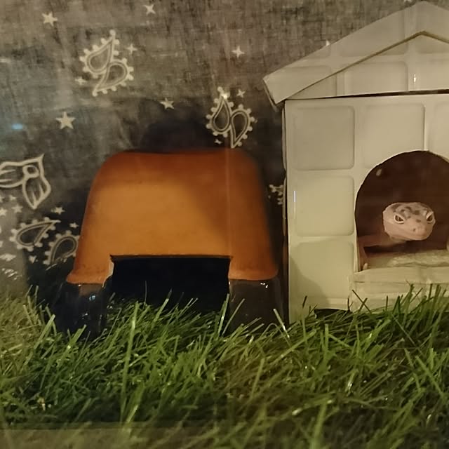 nijintieloveさんの実例写真