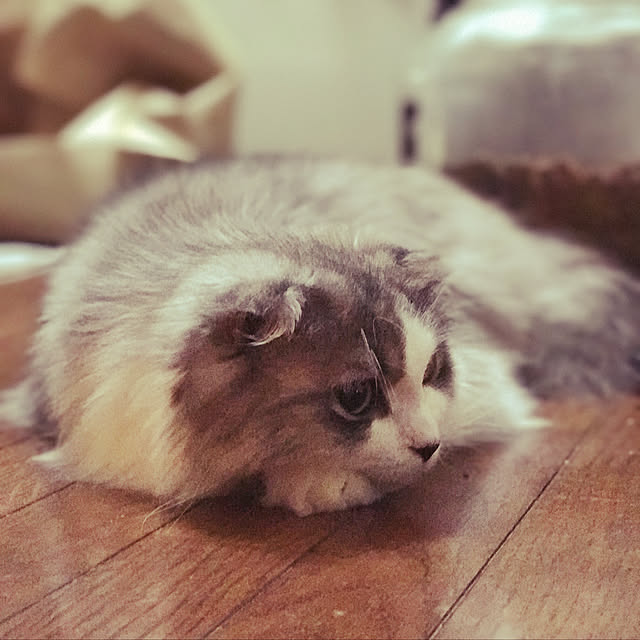 amo69xxさんの実例写真