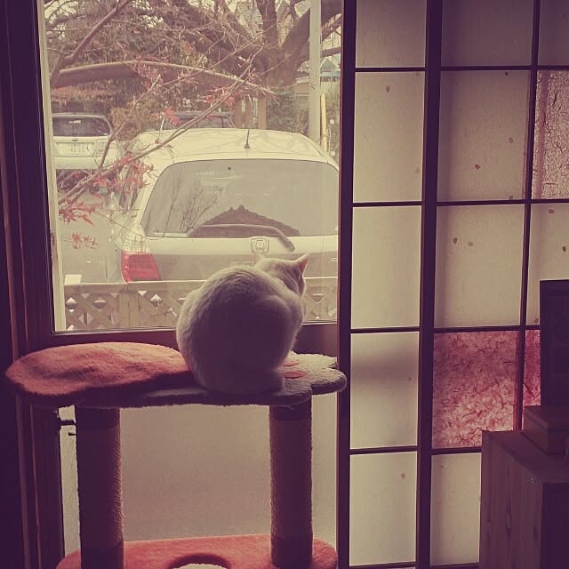 amifuuさんの実例写真