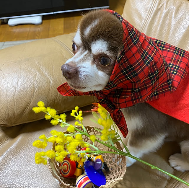 chIoeさんの実例写真