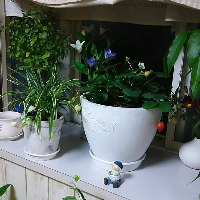 naopyiさんの実例写真